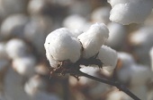 cotton1.jpg